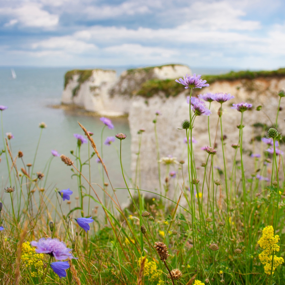 Canford Cliffs area